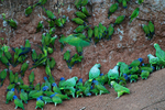 blue-headed parrot (Pionus menstruus), dusky-headed parakeet (Aratinga weddellii), mealy amazon ...