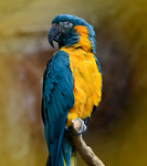 blue-throated macaw (Ara glaucogularis)
