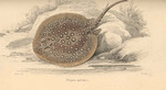 ocellate river stingray, peacock-eye stingray (Potamotrygon motoro)