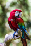 green-winged macaw, red-and-green macaw (Ara chloropterus)