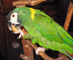 golden-collared macaw, yellow-collared macaw (Primolius auricollis)