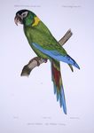 golden-collared macaw, yellow-collared macaw (Primolius auricollis)