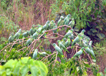 mealy amazon (Amazona farinosa)