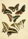 Graphium thule, Graphium anthedon, great blue mime (Papilio paradoxa), great jay (Graphium euryp...