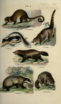...verine (Gulo gulo), Eurasian badger (Meles meles), northern raccoon (Procyon lotor)