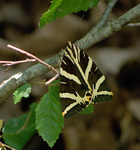 Jersey tiger (Euplagia quadripunctaria)