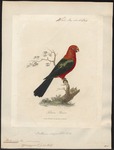 Australian king parrot (Alisterus scapularis)