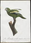 white-winged parakeet (Brotogeris versicolurus)