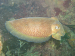 common cuttlefish (Sepia officinalis)