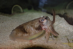 common cuttlefish (Sepia officinalis)