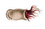 ram's horn squid (Spirula spirula)