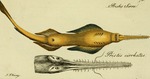 smalltooth sawfish (Pristis pectinata)