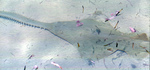 smalltooth sawfish (Pristis pectinata)