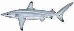 spinner shark (Carcharhinus brevipinna)