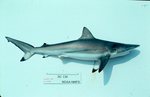 spinner shark (Carcharhinus brevipinna)