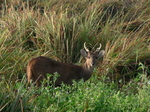 Indian hog deer (Hyelaphus porcinus)