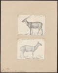 Indian hog deer (Hyelaphus porcinus)