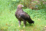lesser spotted eagle (Clanga pomarina)