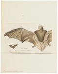 Natterer's bat (Myotis nattereri)