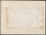 barramundi, Asian sea bass (Lates calcarifer)