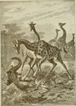 giraffe (Giraffa camelopardalis), Nile crocodile (Crocodylus niloticus)