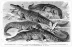 ... Nile crocodile (Crocodylus niloticus), saltwater crocodile (Crocodylus porosus), gharial (Gavia
