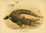 Nile crocodile (Crocodylus niloticus) and Crocodile Birds: spur-winged lapwing (Vanellus spinosu...