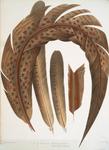 crested argus (Rheinardia ocellata), great argus pheasant (Argusianus argus)