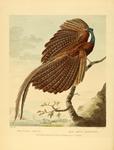 great argus pheasant (Argusianus argus)