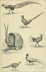 Lady Amherst's pheasant (Chrysolophus amherstiae), ring-necked pheasant (Phasianus colchicus), g...