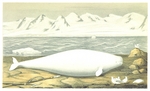 beluga whale (Delphinapterus leucas)