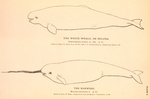 beluga whale (Delphinapterus leucas), narwhal (Monodon monoceros)