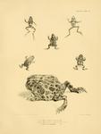 Darwin's frog (Rhinoderma darwinii), warty toad (Rhinella spinulosa), Argentine horned frog (Cer...