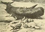 Arctic fox (Vulpes lagopus), sperm whale (Physeter macrocephalus)