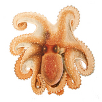 spider octopus (Octopus salutii)