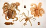 ...topus (Octopus salutii), pink cuttlefish (Sepia orbignyana), dwarf bobtail squid (Sepiola rondel