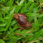 giant East African snail (Lissachatina fulica)