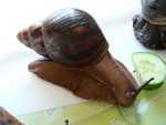giant West African snail (Archachatina marginata)