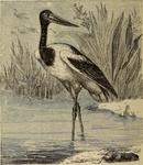 black-necked stork (Ephippiorhynchus asiaticus)