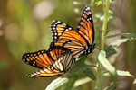 viceroy butterfly (Limenitis archippus)