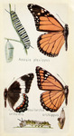 monarch butterfly (Danaus plexippus), viceroy butterfly (Limenitis archippus)