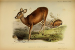 Columbian black-tailed deer (Odocoileus hemionus columbianus)