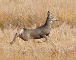 mule deer (Odocoileus hemionus)