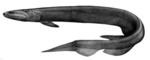 frilled shark (Chlamydoselachus anguineus)