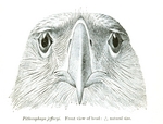 great Philippine eagle (Pithecophaga jefferyi)