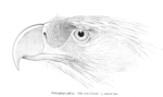 great Philippine eagle (Pithecophaga jefferyi)