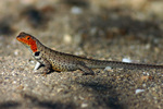 Galápagos lava lizard (Microlophus albemarlensis)