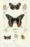 ...large chequered skipper (Heteropterus morpheus), Madagascan sunset moth (Chrysiridia rhipheus), 