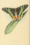 Madagascan sunset moth (Chrysiridia rhipheus)