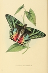 Madagascan sunset moth (Chrysiridia rhipheus)